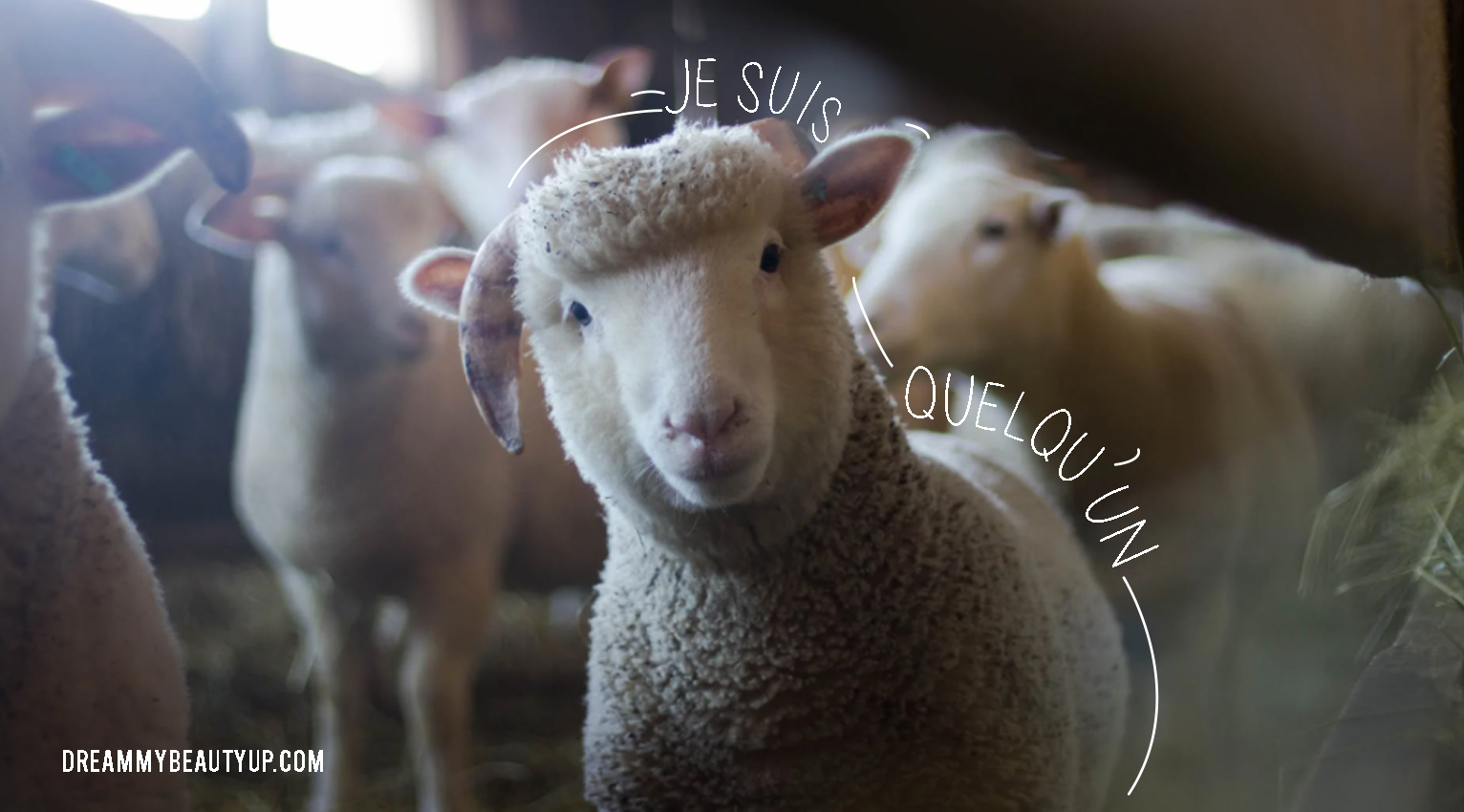 Je suis quelqu'un, la laine n'est pas sans victimes. La laine n'est pas vegan